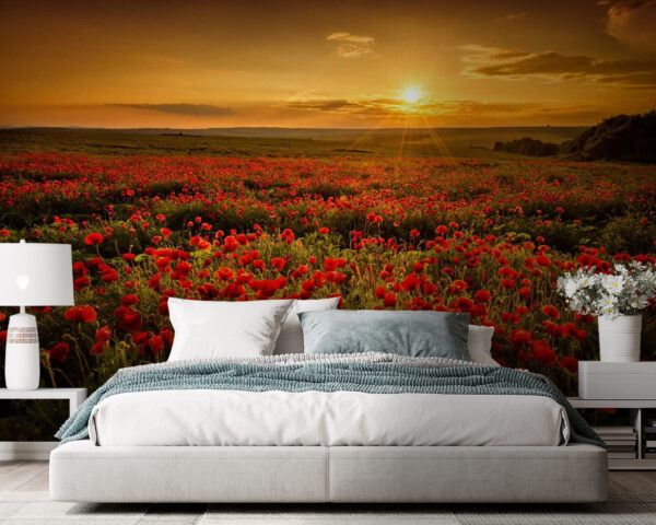 Field of red flowers Field of red flowers