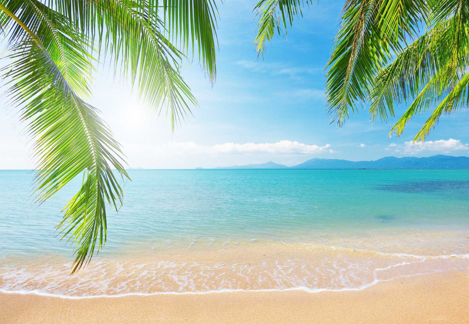 Beach with palm trees and blue water Beach with palm trees and blue water