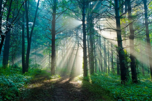 Sun shining through trees in a forest Sun shining through trees in a forest