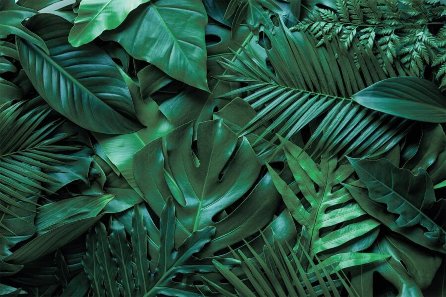 Group of green leaves