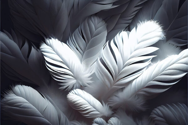 Group of white feathers Group of white feathers