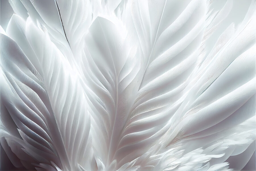 Close up of feathers