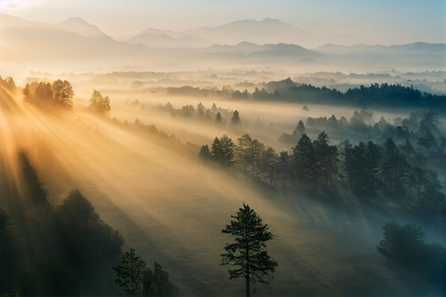 Sun shining through the trees