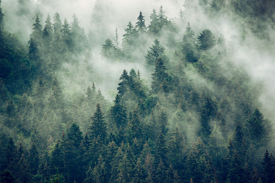 Forest of trees with fog Forest of trees with fog