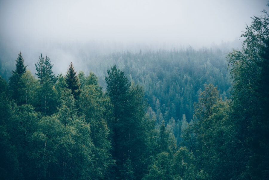 Forest of trees with fog