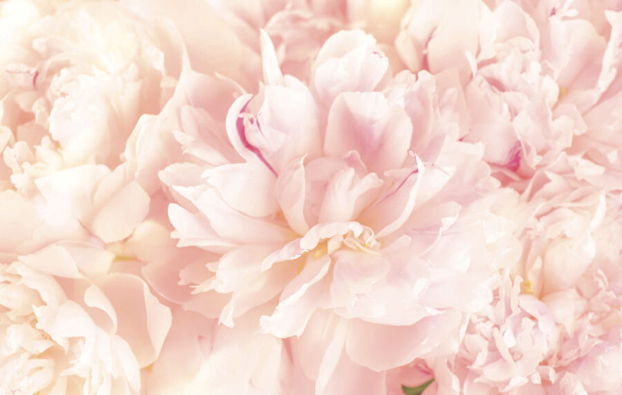 Soft petals in gentle hues.