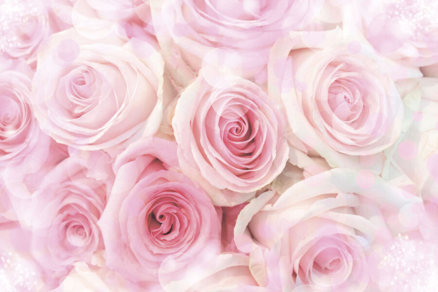 Group of pink roses