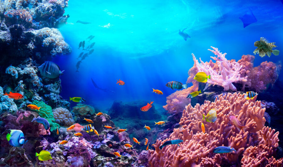 Fish swimming in a coral reef