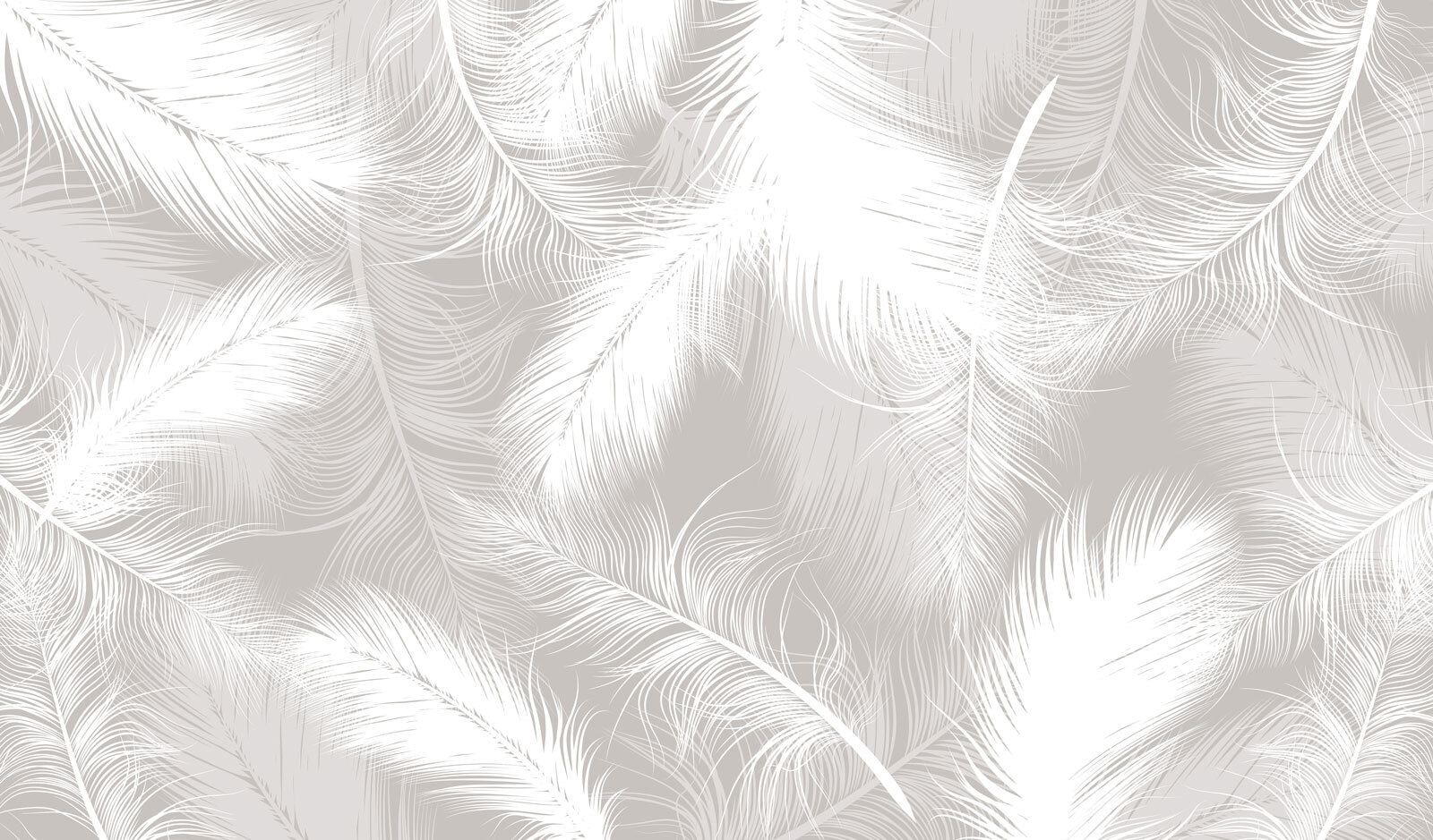 White feathers on a gray background White feathers on a gray background