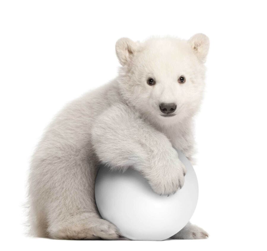 Wall murals Polar bear holding a ball - Image 4