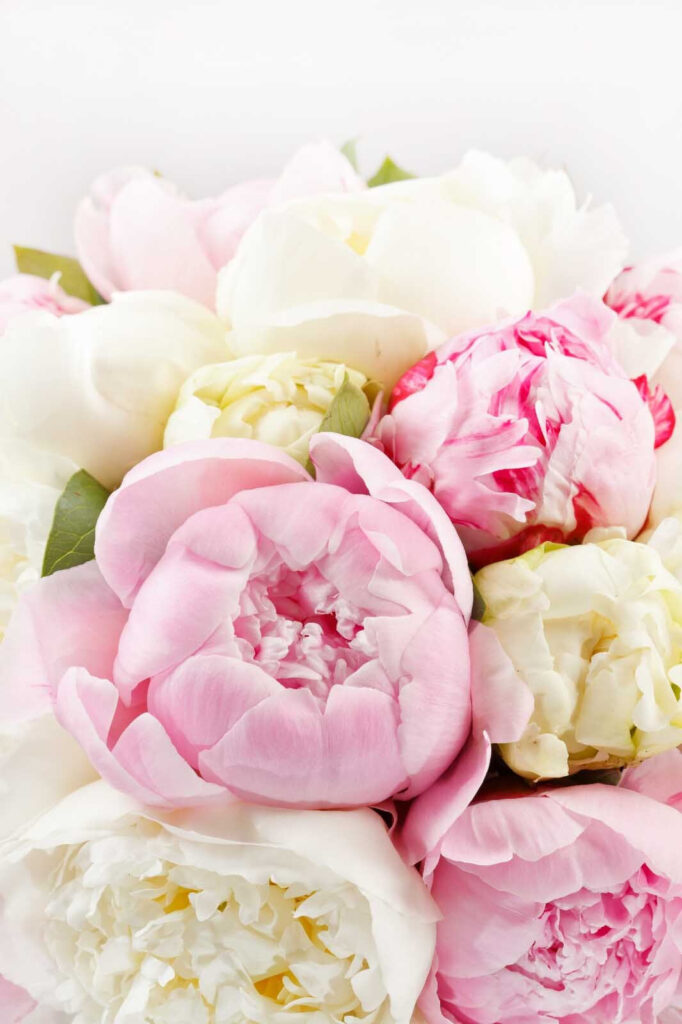 Bouquet of pink and white flowers Bouquet of pink and white flowers