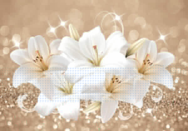 Group of white flowers Group of white flowers