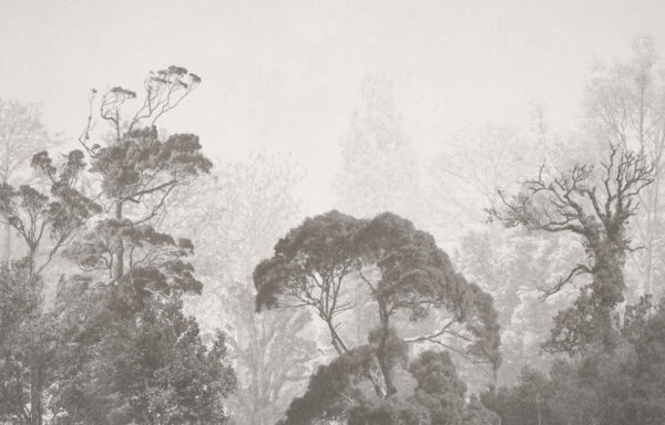 Group of trees in fog Group of trees in fog