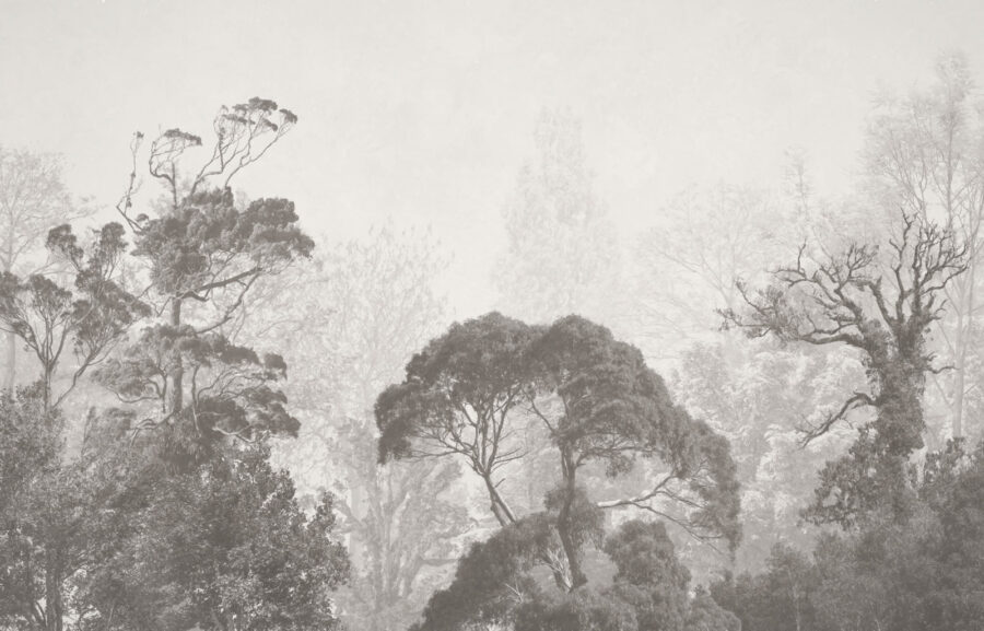 Group of trees in fog