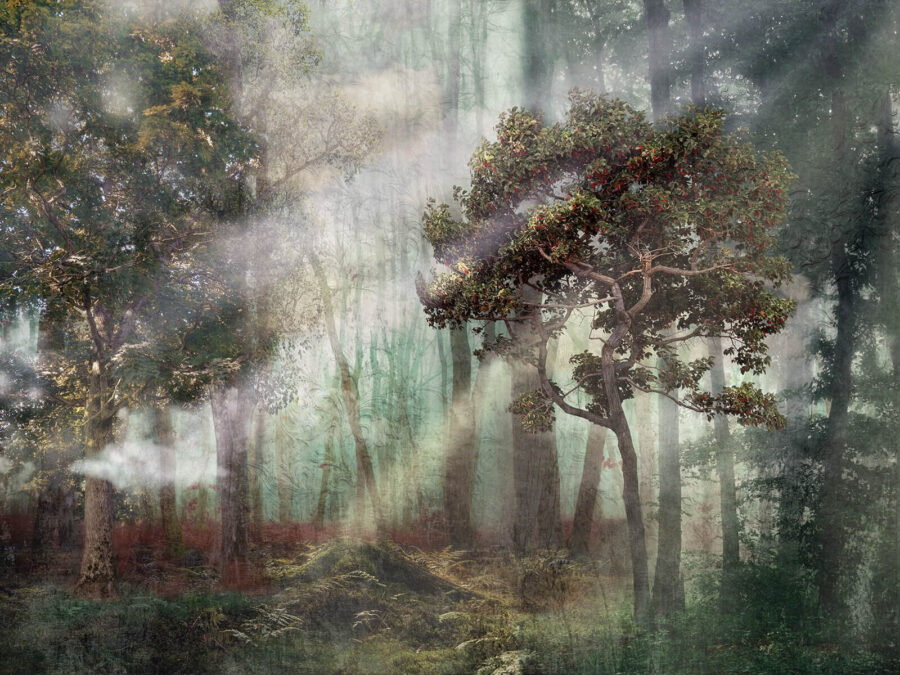 Foggy forest with trees and fog
