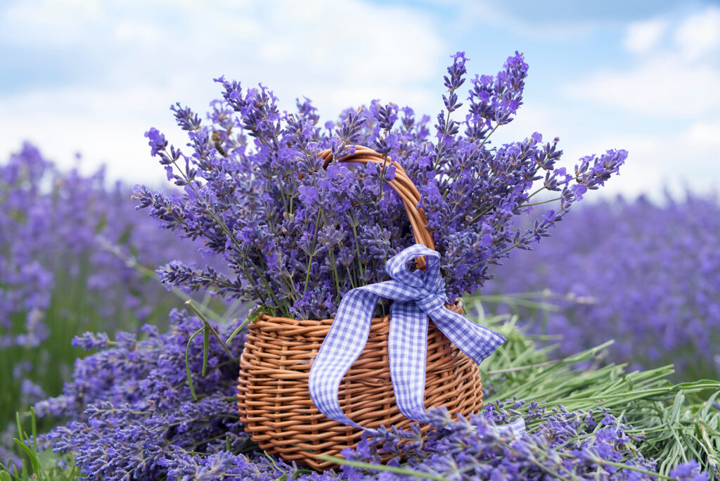 Basket of purple flowers Basket of purple flowers