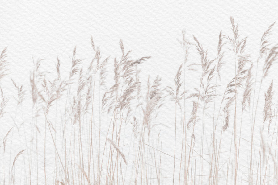 Gentle grasses sway in calm breeze.