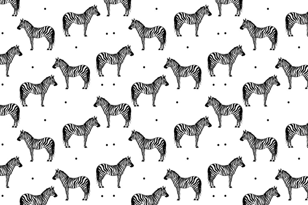 A pattern of zebras on a white background A pattern of zebras on a white background