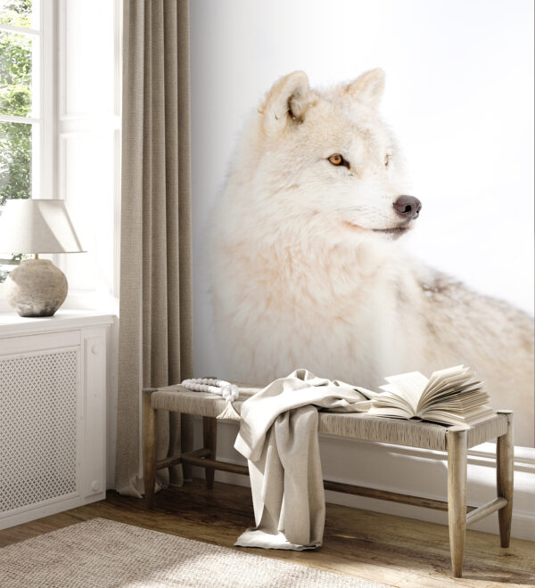 A white wolf in the snow A white wolf in the snow