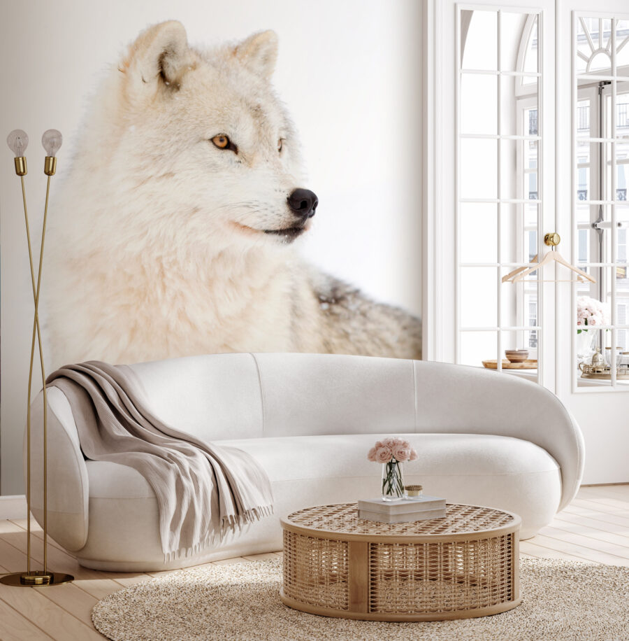 A white wolf in the snow A white wolf in the snow