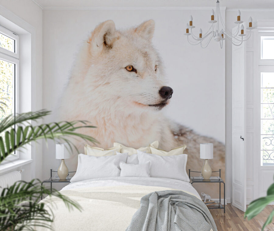 A white wolf in the snow A white wolf in the snow