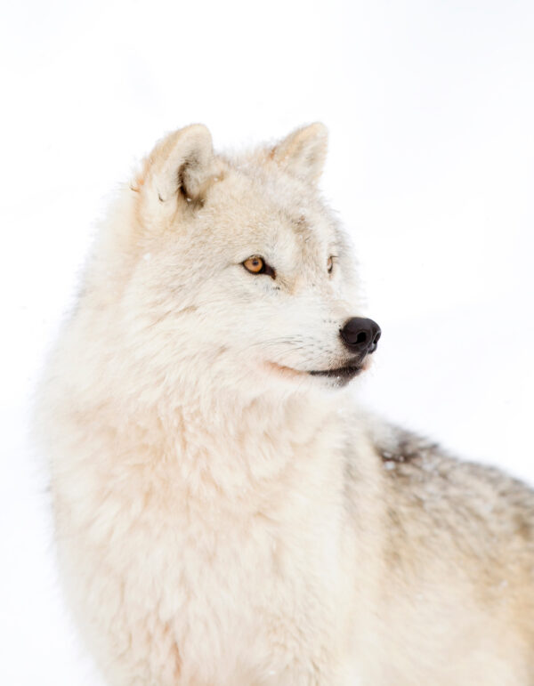 A white wolf in the snow A white wolf in the snow