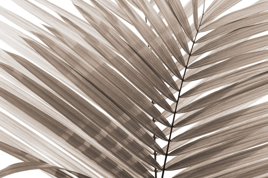 Elegant palm leaves in soft tones.