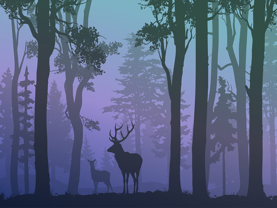 A couple of deer in a forest