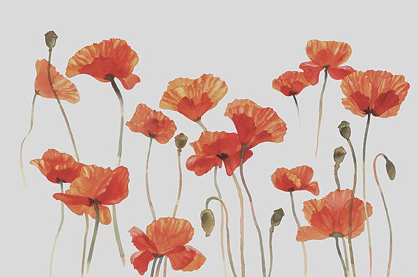 A group of orange flowers A group of orange flowers