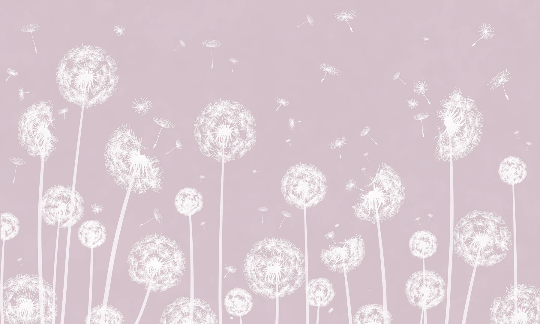 A white dandelions flying in the air w00657v1p - A white dandelions flying in the air - tegory