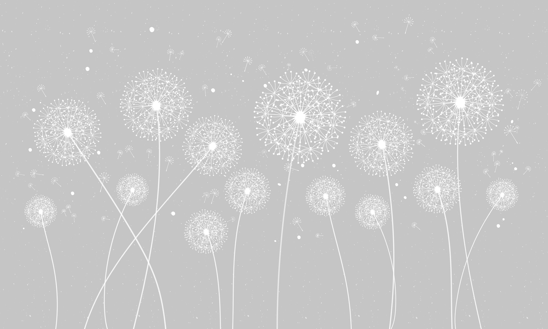 A white dandelions on a grey background