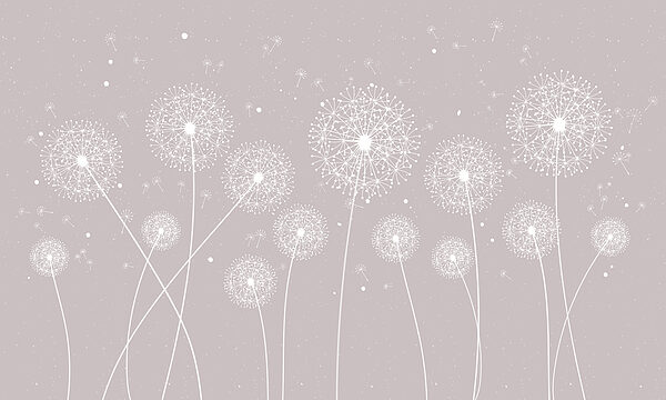 A white dandelions on a grey background