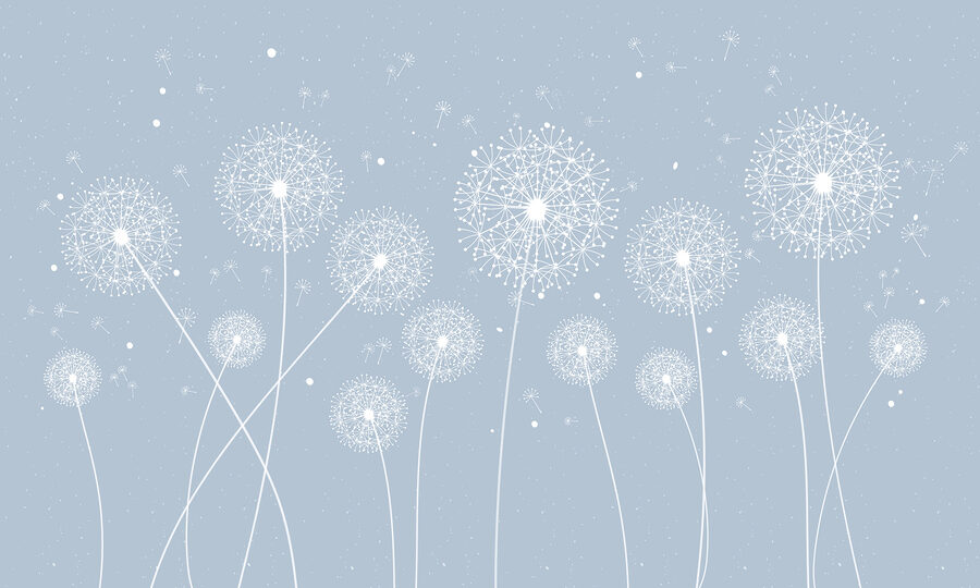 Wall murals A white dandelions on a blue background - Image 3