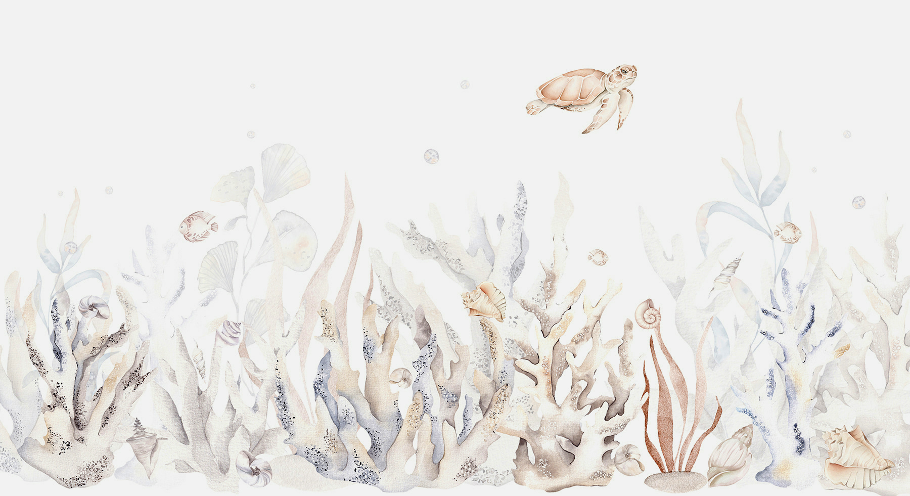 A seaweed and seaweeds on a white background A seaweed and seaweeds on a white background