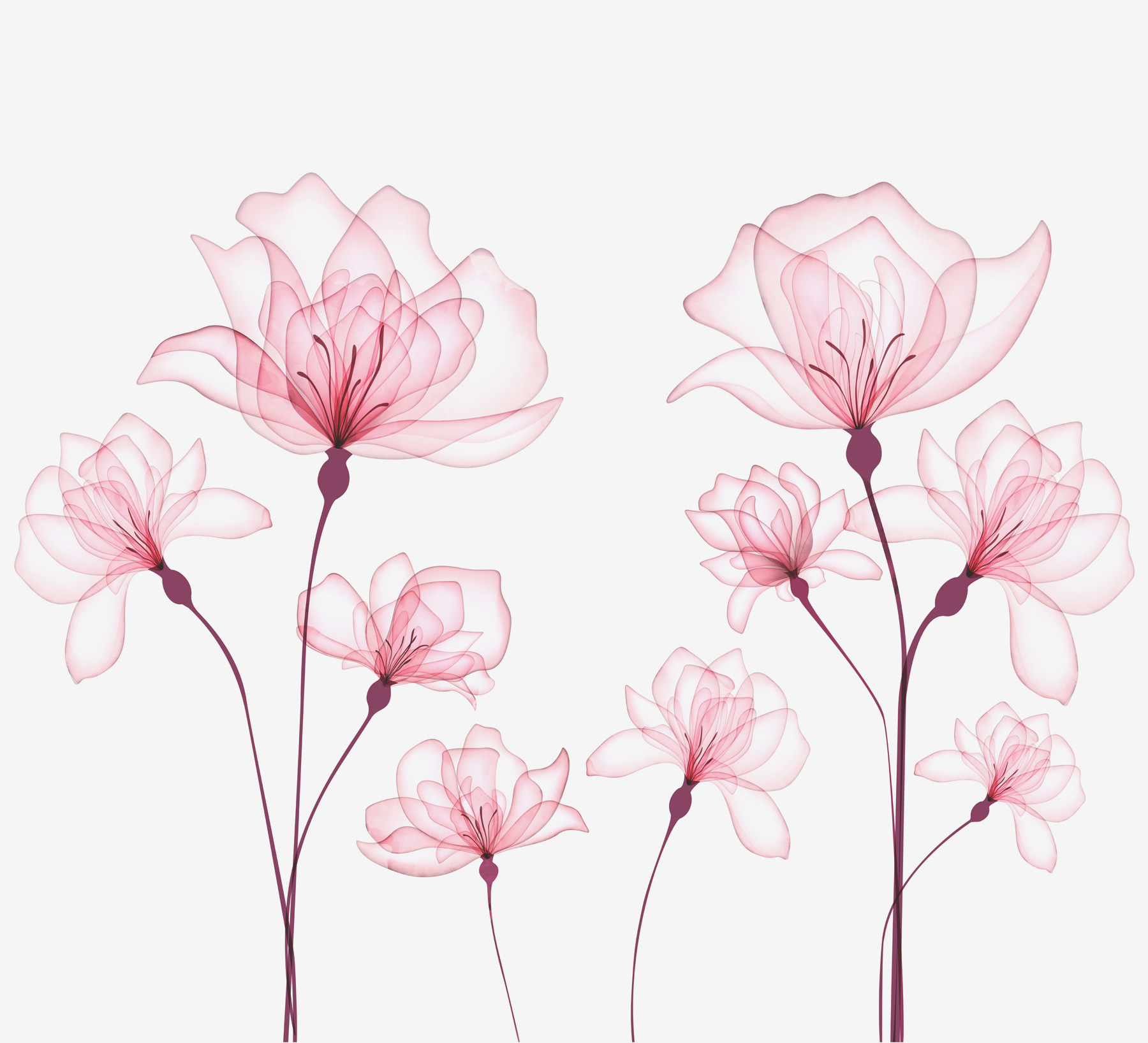 A group of pink flowers