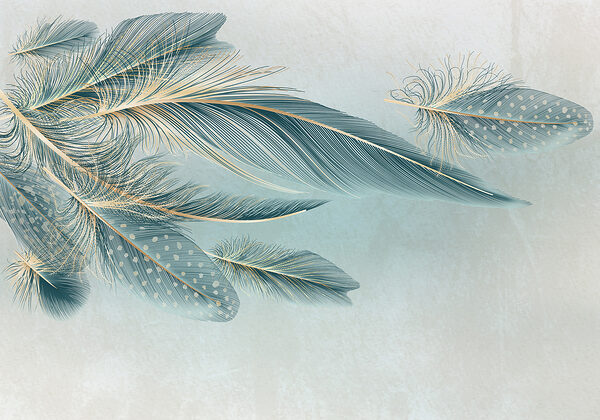 A group of feathers on a white background w01312p 600x420 - A group of feathers on a white background