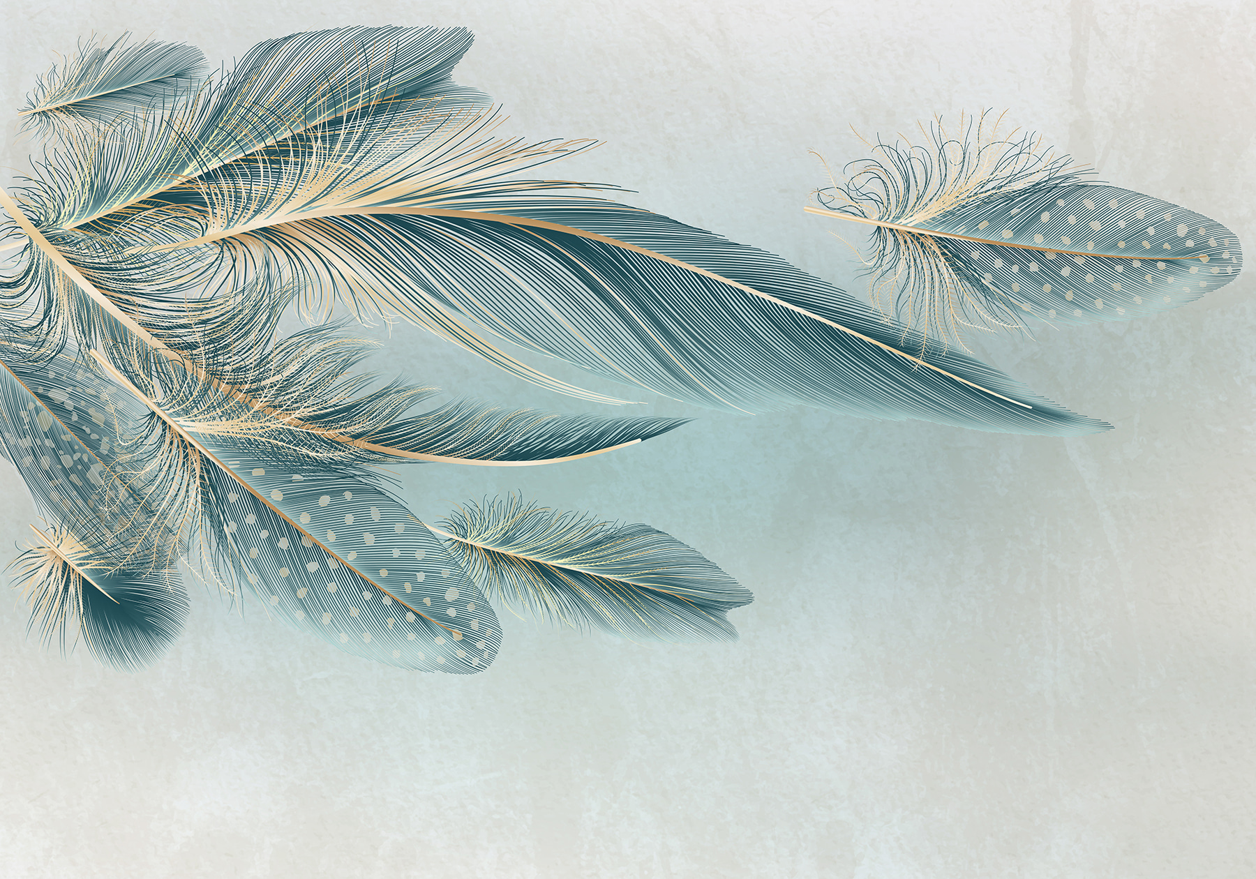 A group of feathers on a white background w01312p - A group of feathers on a white background