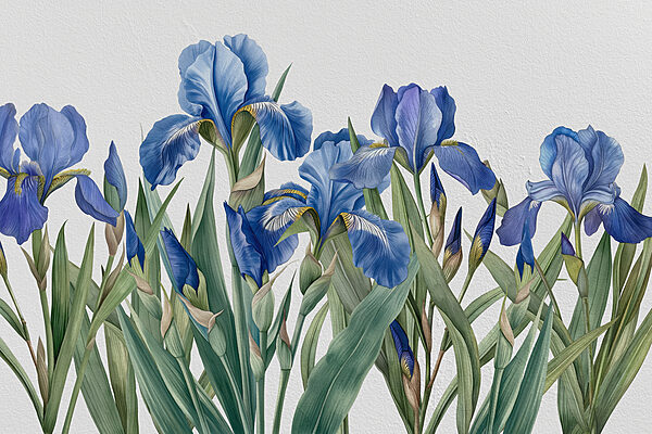 A group of blue flowers A group of blue flowers