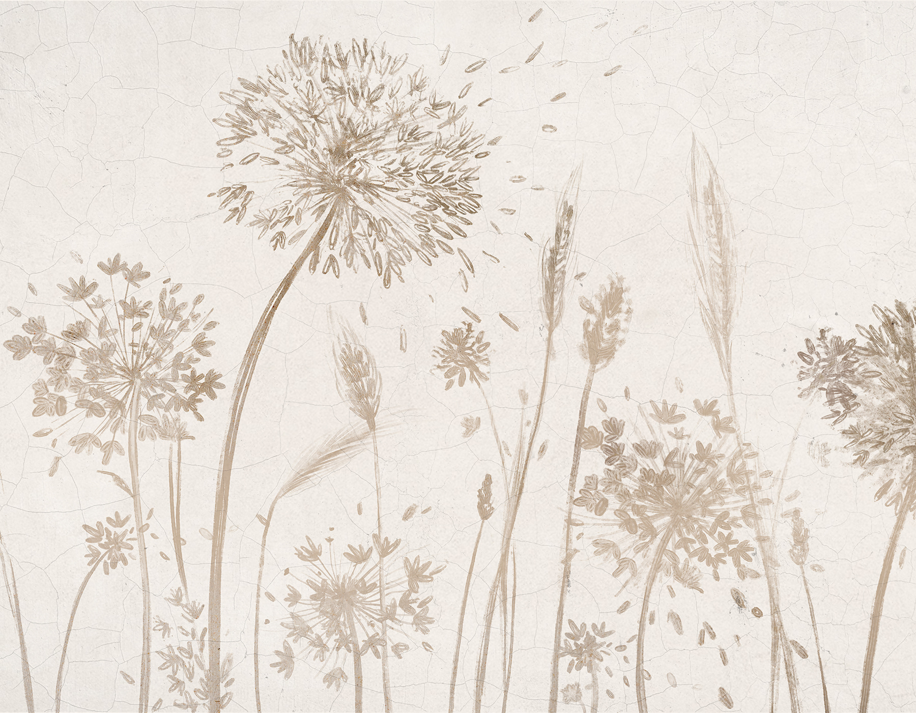 Drawing of dandelions and wheat Drawing of dandelions and wheat