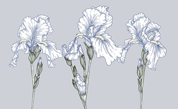 Group of white flowers Group of white flowers