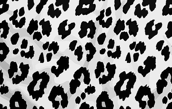 Close up of a black and white animal skin Close up of a black and white animal skin
