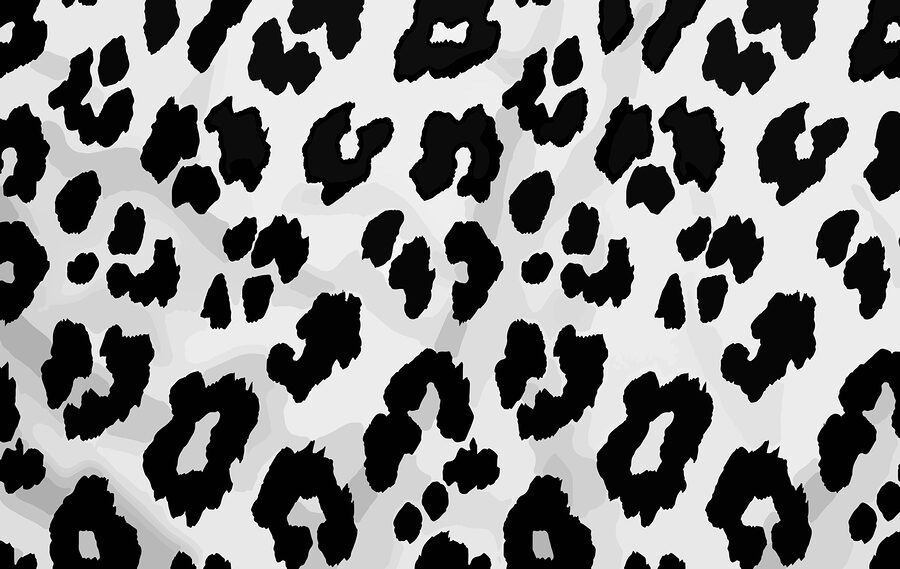 Close up of a black and white animal skin Close up of a black and white animal skin