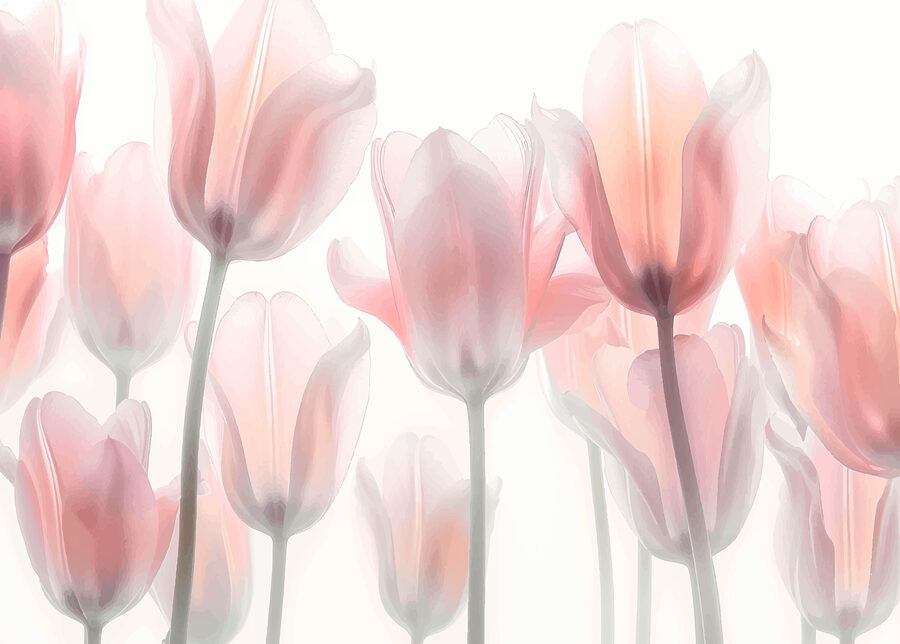 Wall murals Group of pink flowers - Image 4