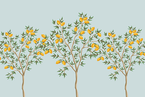 Group of lemon trees with fruits on them Group of lemon trees with fruits on them