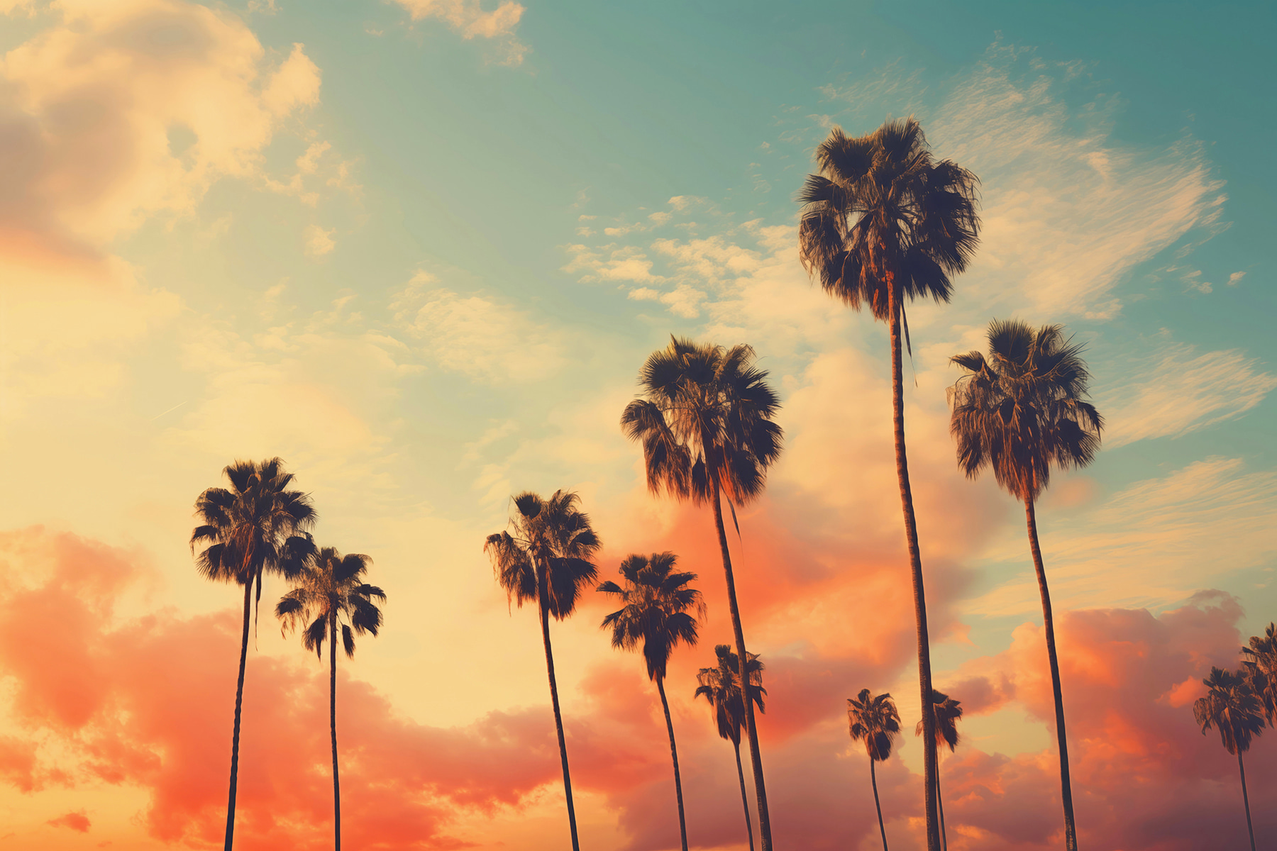 Group of palm trees against a sunset