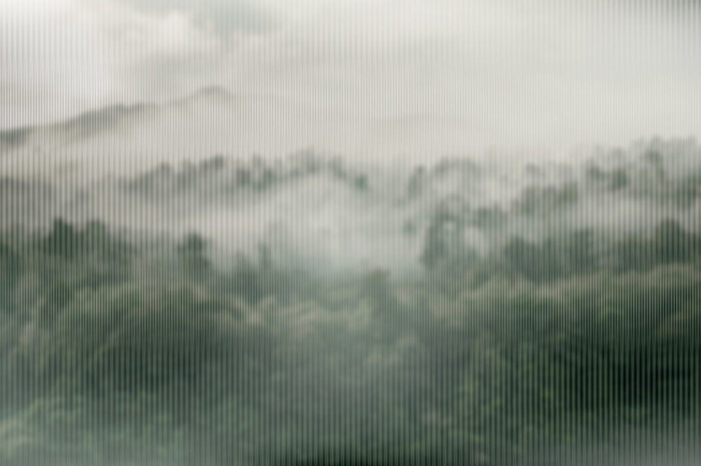 Foggy forest with trees Foggy forest with trees