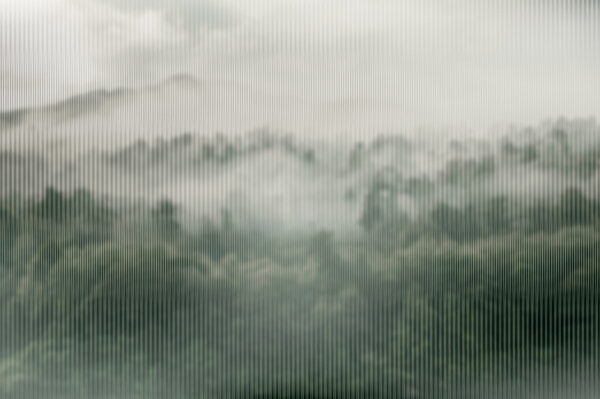 Foggy forest with trees Foggy forest with trees