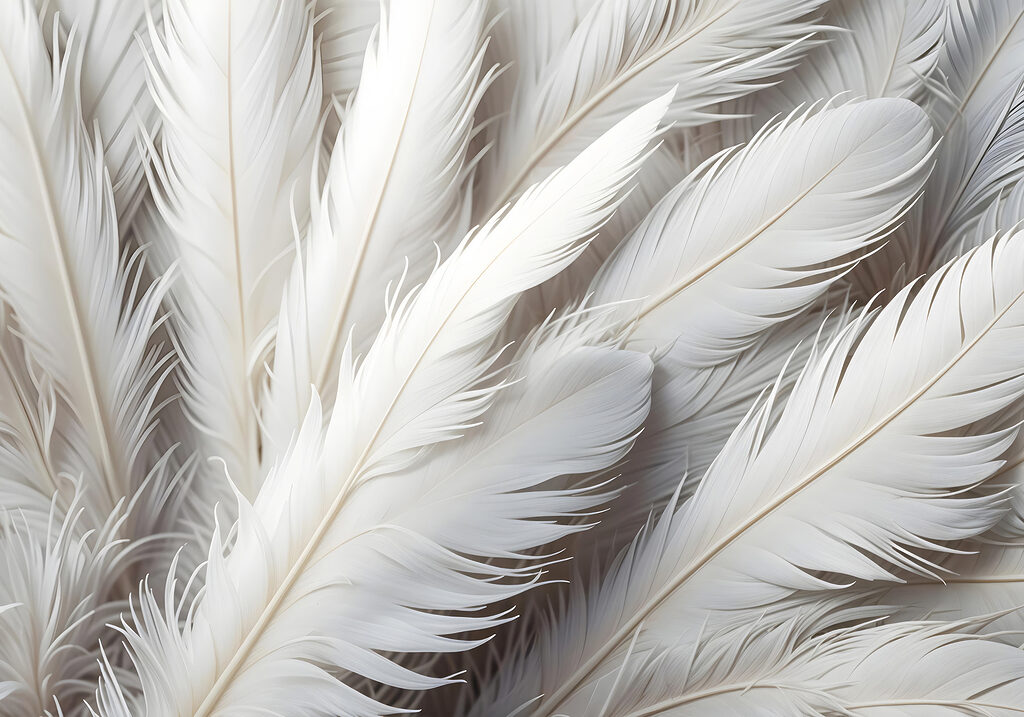 Group of white feathers Group of white feathers