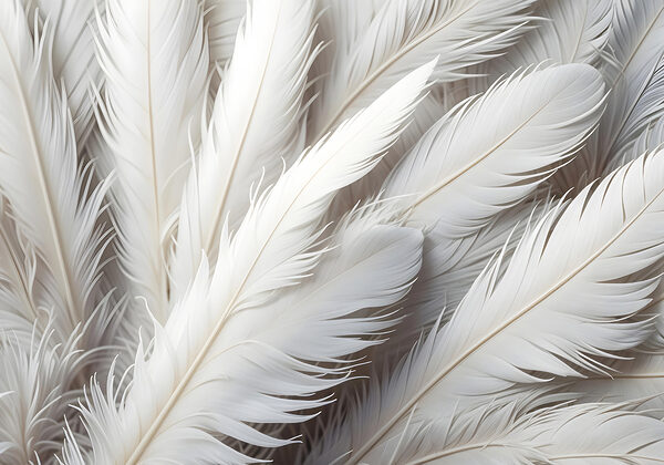 Group of white feathers Group of white feathers