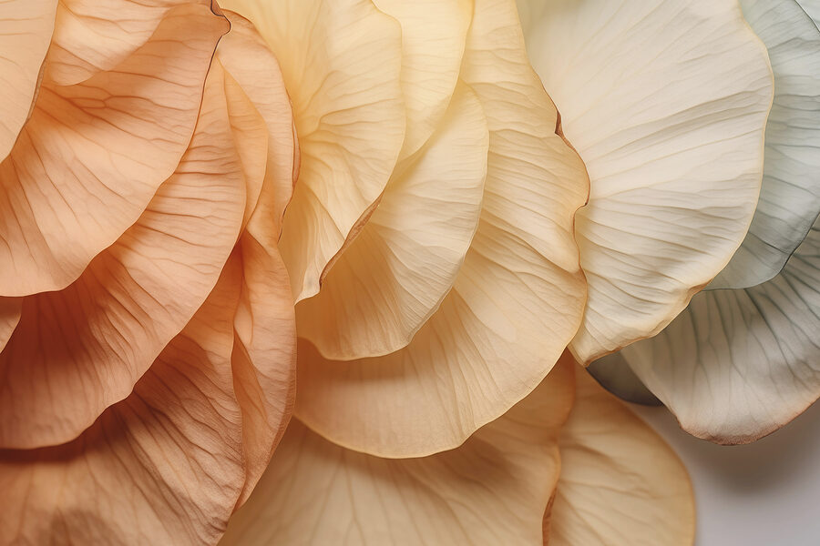 Close up of a flower
